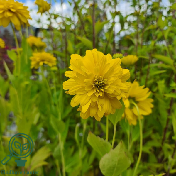 Rudbeckia laciniata 'Goldquelle', Kæmpesolhat C2,0