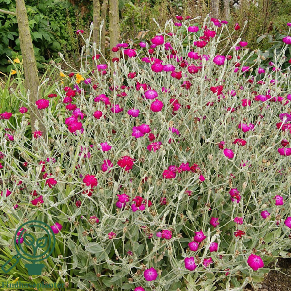 Lychnis coronaria, Trævlekrone