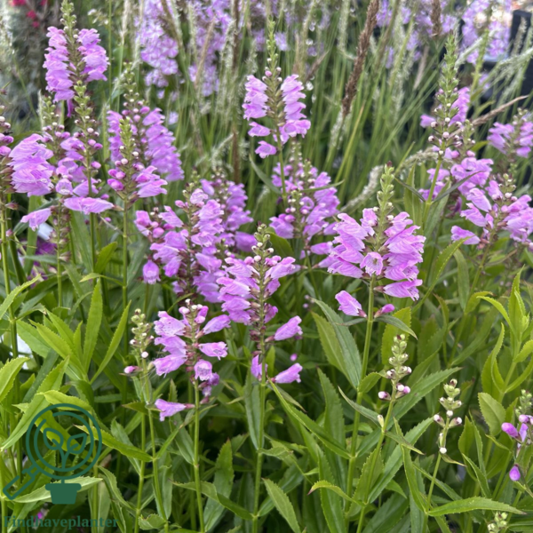 Physostegia virginiana 'Bouquet Rose', Drejeblomst