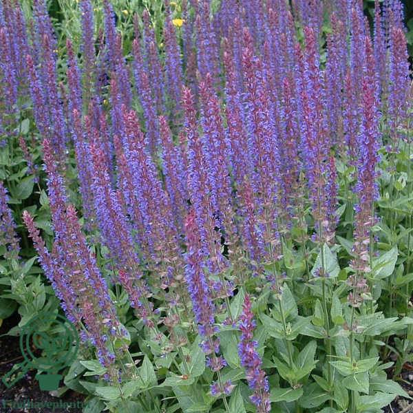Salvia nemorosa 'Ostfriesland, Småblomstret salvie
