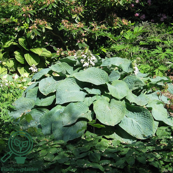 Hosta sieboldiana-hybrid 'Big Daddy', Funkia