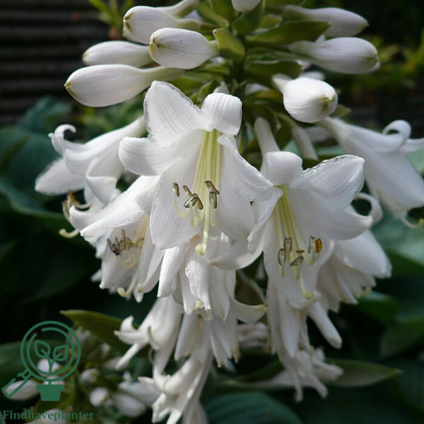 Hosta sieboldiana-hybrid 'Elegans, Funkia