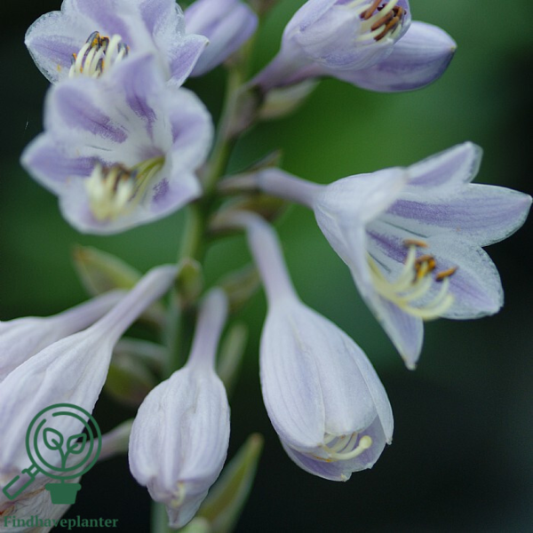 Hosta tardiana 'Halcyon', Funkia C0,8