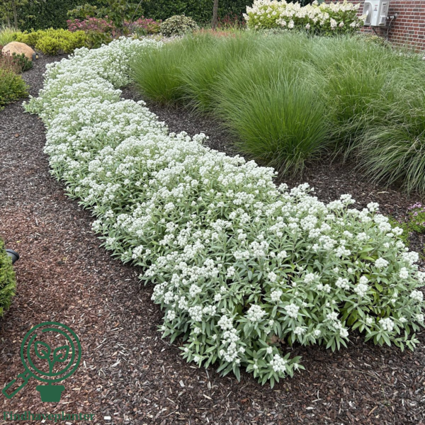 Anaphalis triplinervis, Perlekurv