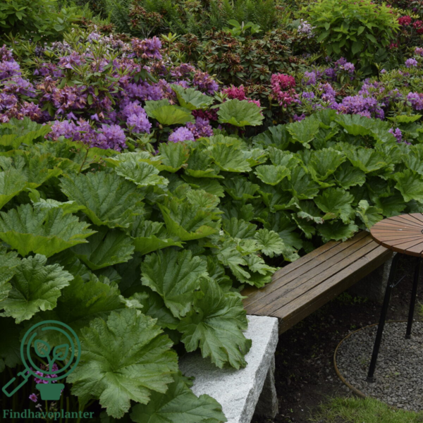 Astilboides tabularis, Parasolblad