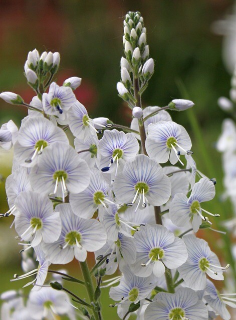 Veronica gentianoides