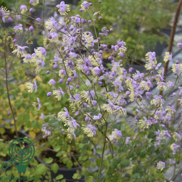 Thalictrum delavayi, Violfrøstjerne