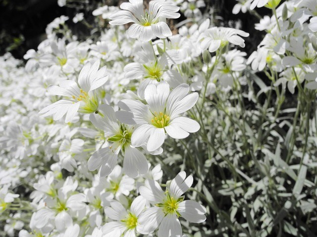 Cerastium tomentosum, Hønsetarm