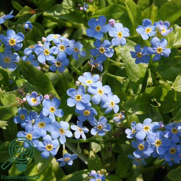 Myosotis palustris 'Thüringen', Forglemmigej