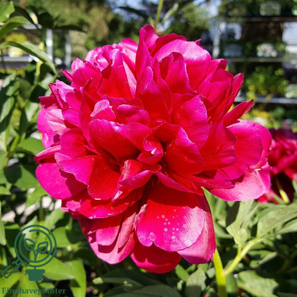 Paeonia officinalis 'Rubra Plena', Pæon / bonderose