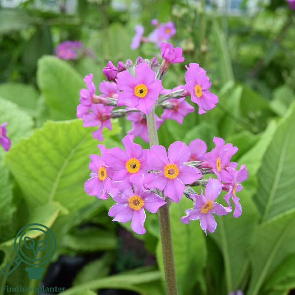 Primula beesiana, Etageprimula