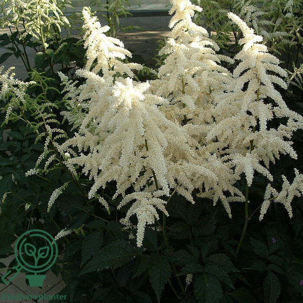 Astilbe japonica-hybrid 'Washington', Astilbe