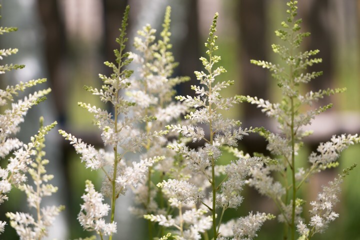 Astilbe japonica-hybrid 'Washington', Astilbe