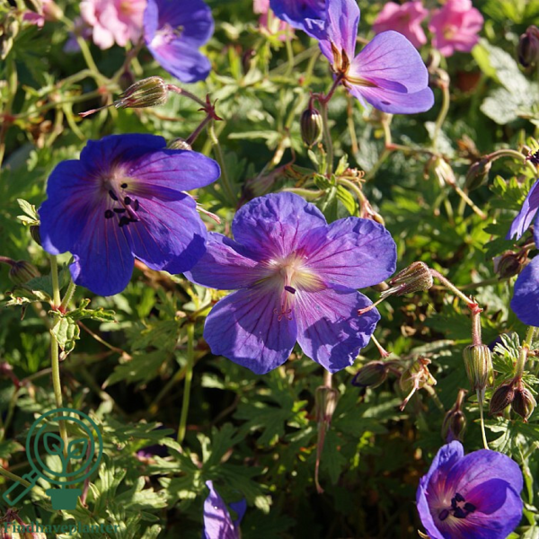 Geranium himalayense 'Gravetye', Storkenæb