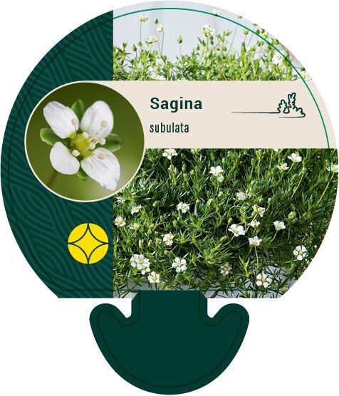 Sagina subulata, Firling