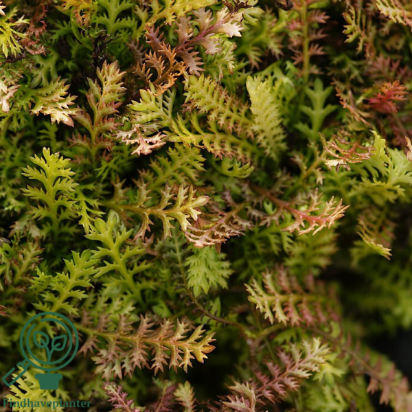 Leptinella squalida, Trædebregne