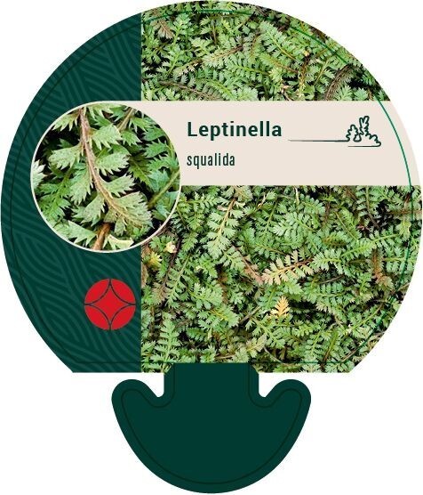 Leptinella squalida, Trædebregne