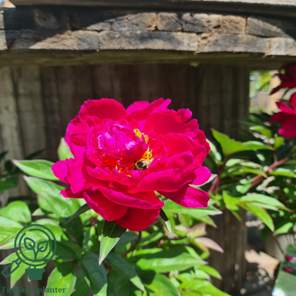 Paeonia lactiflora 'Karl Rosenfeldt', Pæon / silkepæon