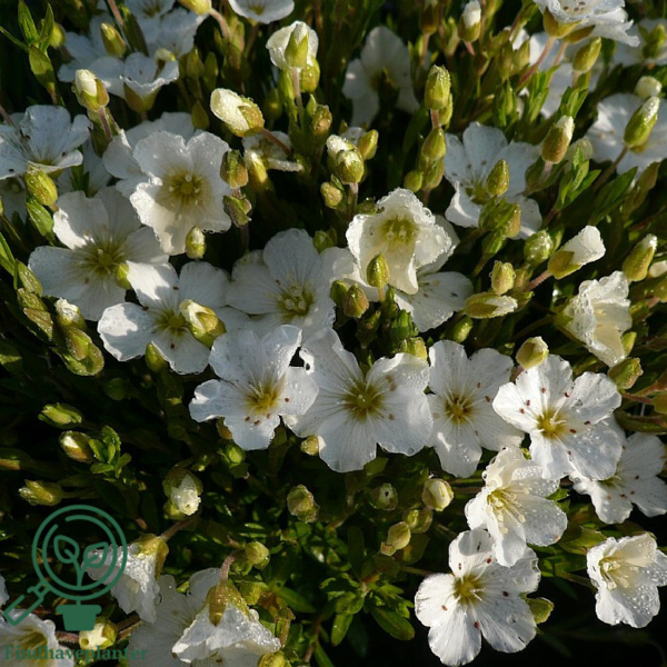 Arenaria montana, Bjergarve