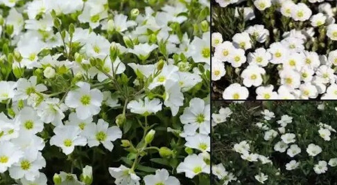 Arenaria montana, Bjergarve