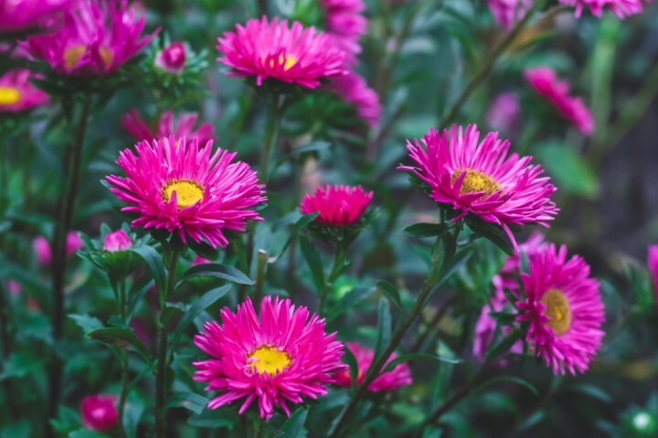 Aster novi-belgii 'Winston Churchill', Aster