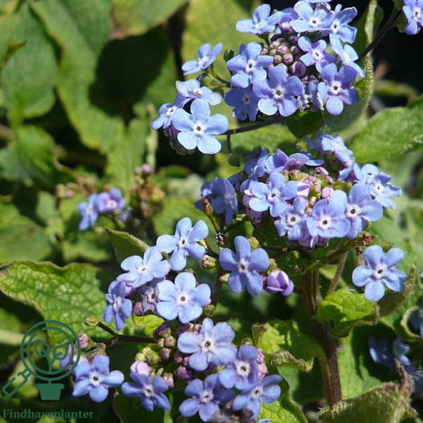 Brunnera macrophylla, Kærmindesøster