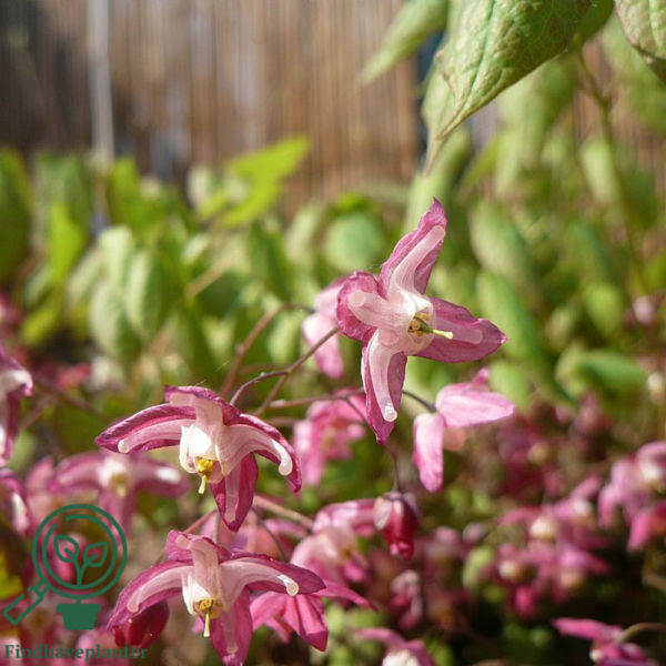 Epimedium rubrum, Bispehue