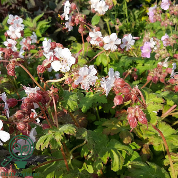 Geranium macrorrhizum 'Spessart', Storkenæb