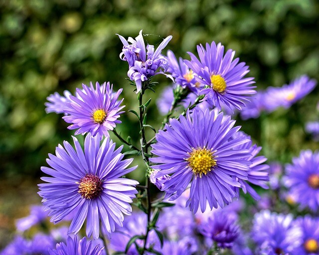 Aster dumosus 'Starlight', aster