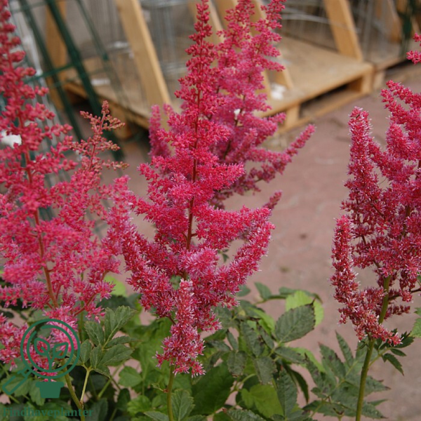 Astilbe arendsii-hybrid 'Else Schluck', Astilbe