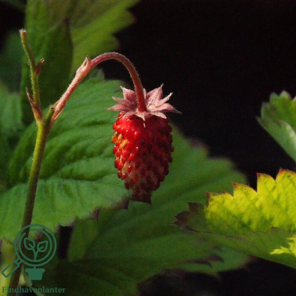 Fragaria vesca 'Rügen', Skovjordbær/immerbær