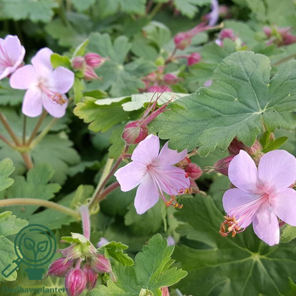 Geranium macrorrhizum 'Ingwersen's Variety', Storkenæb
