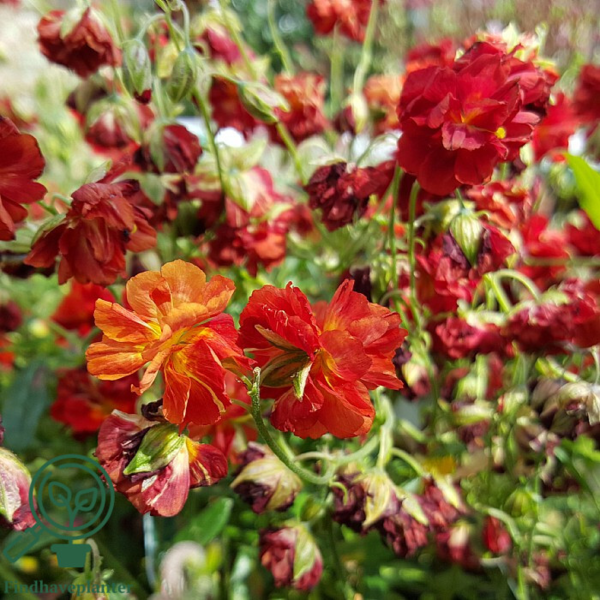 Helianthemum hybrid 'Amabile Plenum', Soløje
