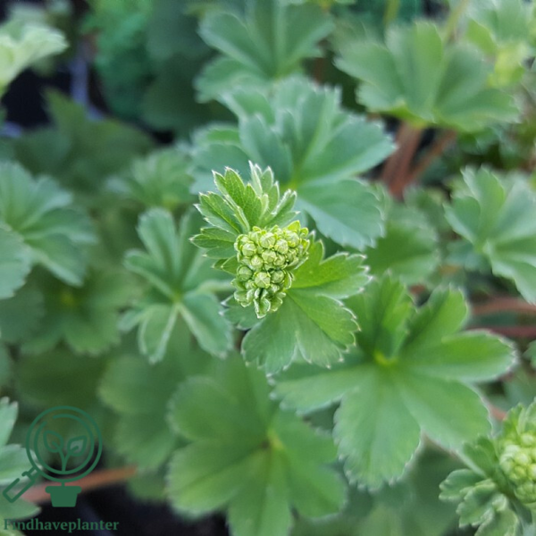 Alchemilla erythropoda, Løvefod