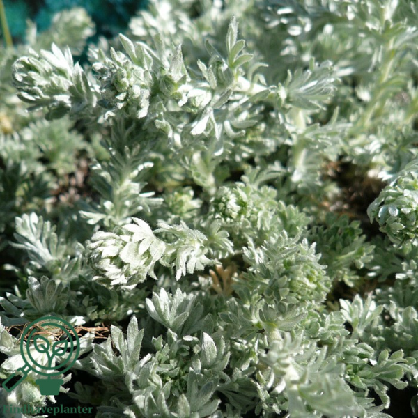 Artemisia schmidtiana 'Nana', Bynke
