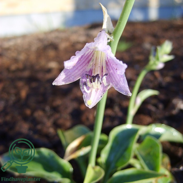 Hosta hybrid 'Blue Cadet', Funkia