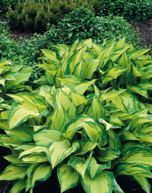 Hosta fortunei 'Gold Standard', Funkia