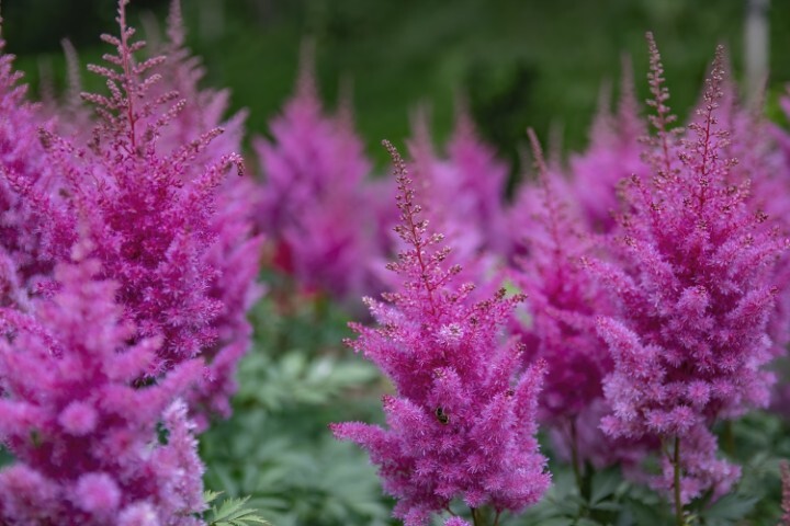 Astilbe arendsii-hybrid 'Elizabeth Bloom', Astilbe