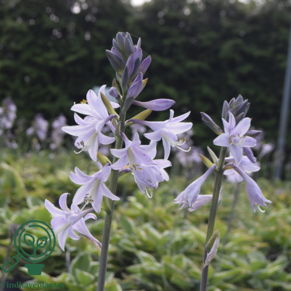 Hosta fortunei 'Francee', Funkia C2,0