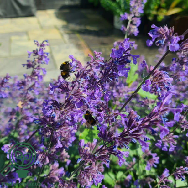 Nepeta faassenii 'Mussinii', Blåkant / Katteurt