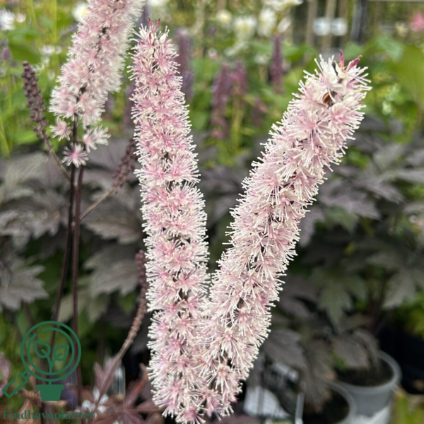 Cimicifuga ramosa 'Brunette', Sølvlys