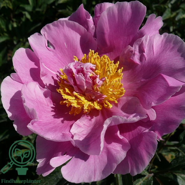 Paeonia lactiflora 'Dr. Alexander Fleming, Pæon / silkepæon