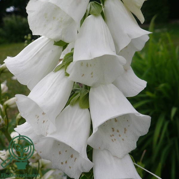 Digitalis purpurea 'Alba', Fingerbøl