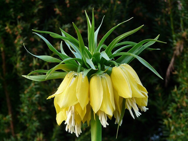 Fritillaria imperialis 'Lutea' Kejserkrone, Vibeæg