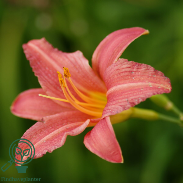 Hemerocallis hybrid 'Pink Damask', Daglilje