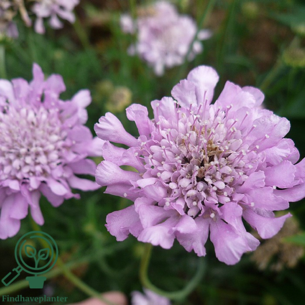 Scabiosa columbaria 'Pink Mist', Dueskabiose