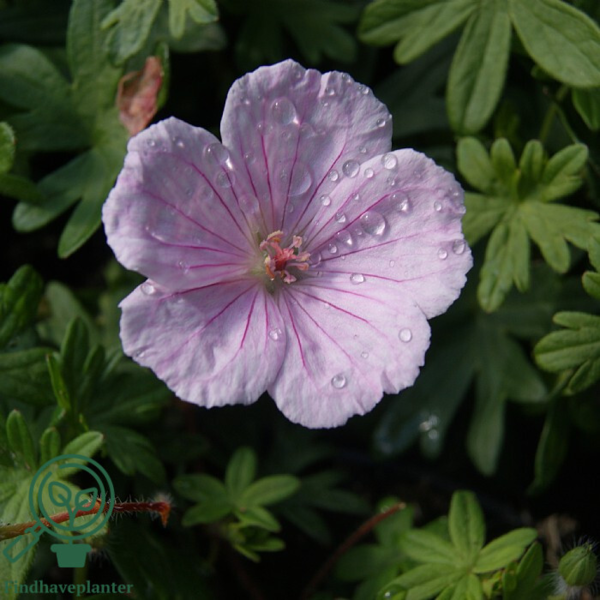 Geranium sanguineum var. striatum, Storkenæb