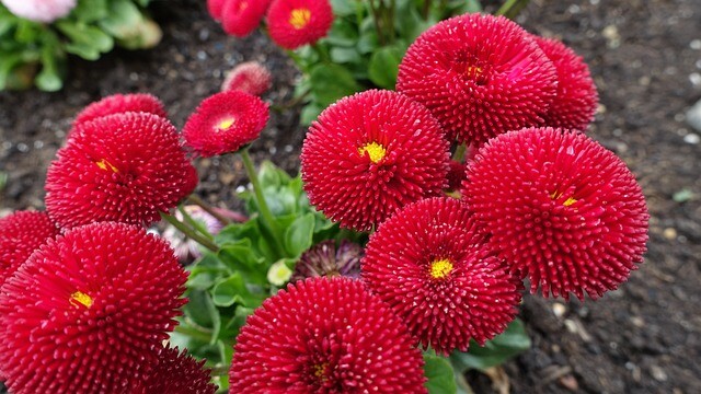 Bellis perennis 'Pomponette' rosa, Tusindfryd