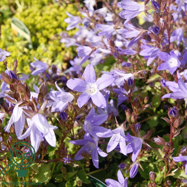 Campanula poscharskyana 'Stella', Klokkeblomst