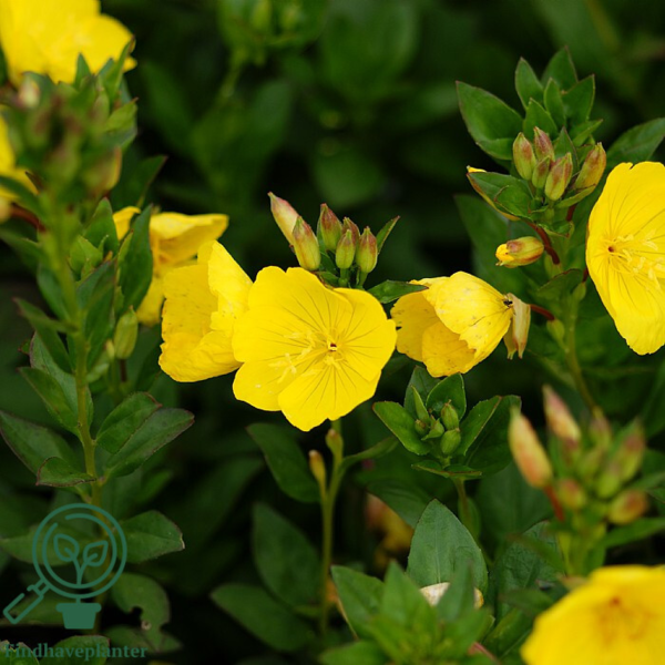 Oenothera tetragona 'Hohes Licht', Natlys